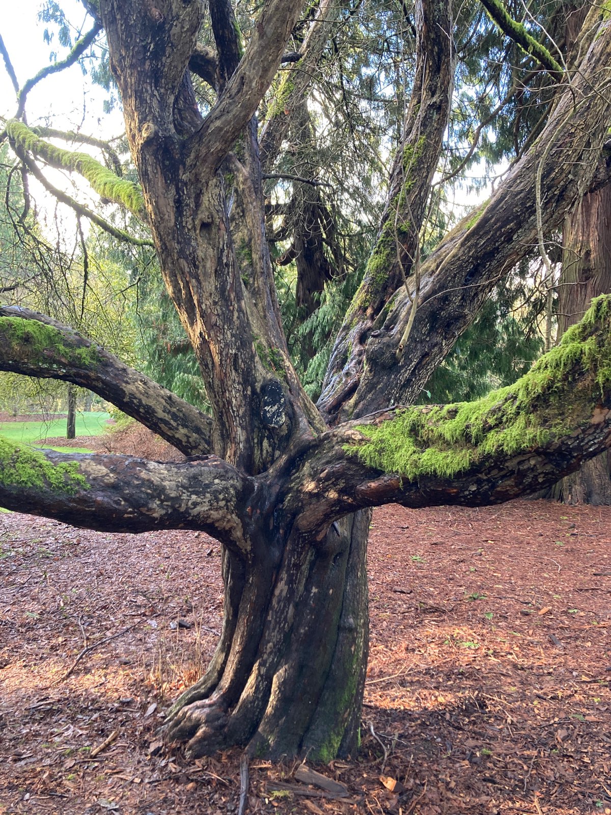 Photo of Western Crabapple