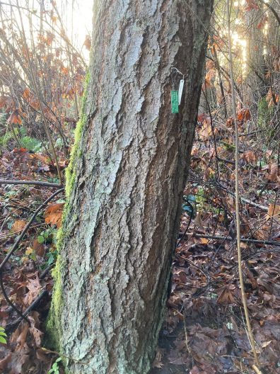 Photo of Bigcone Douglas Fir