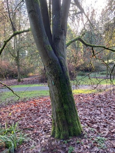 Photo of Whitebeam