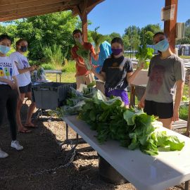 UW Farm volunteers washing greens on tables