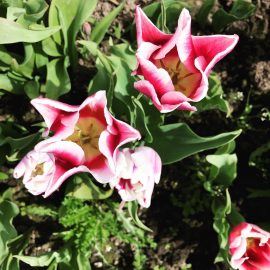 Image of blooming pink flowers