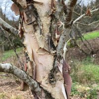 Photo of River Birch