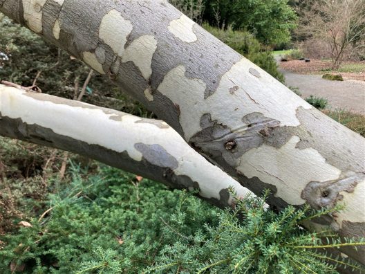 Photo of Cabbage Gum