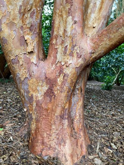 Photo of Tall Stewartia