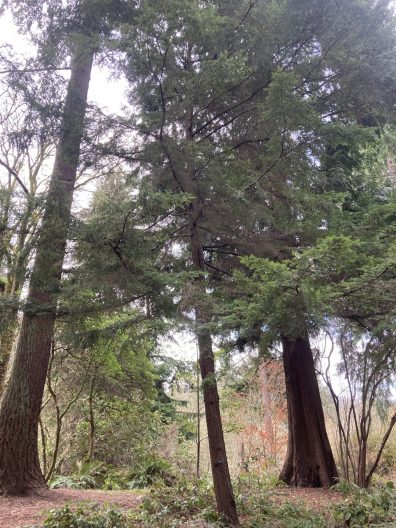 Photo of Carolina Hemlock