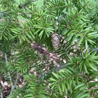 Photo of Himalayan Hemlock