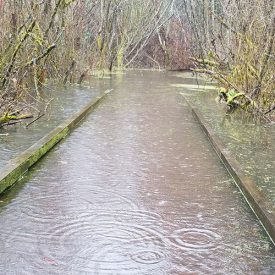 flooded boardwalk