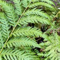 Photo of Giant Chain Fern