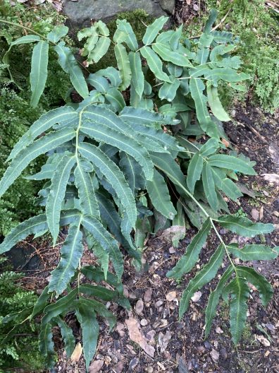 Photo of Siebold’s Wood Fern