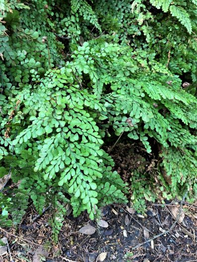 Photo of Evergreen Maidenhair Fern