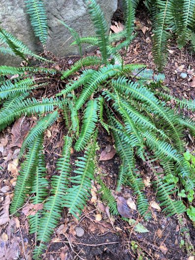 Photo of Deer Fern