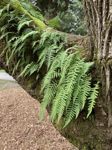 Photo of Licorice Fern