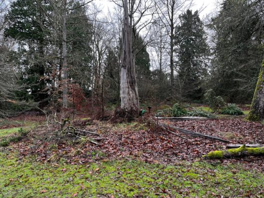 Lightning Tree Planting Project - Before