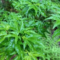 Photo of Acer palmatum 'Shishigashira'
