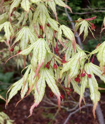 Photo of Acer palmatum 'Beni shigitatsu sawa'
