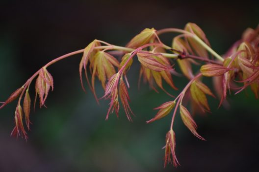 Photo of Acer palmatum 'Katsura'