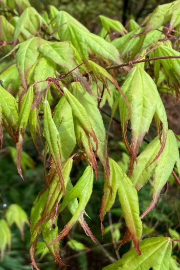 Photo of Acer palmatum 'Tsuma gaki'