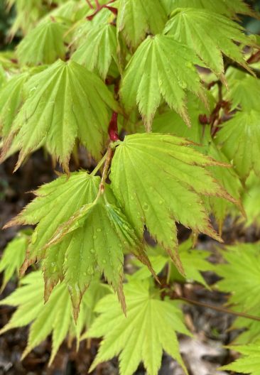 Photo of Acer shiransawanum Jordan