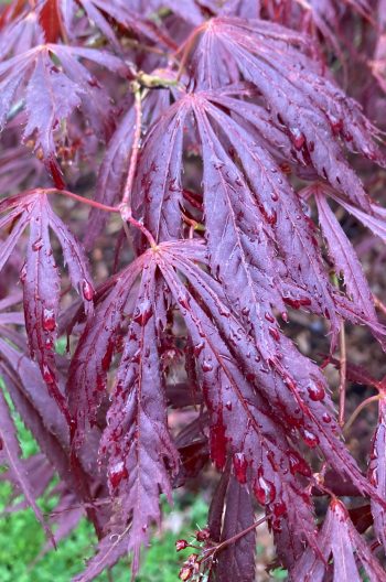 Photo of Acer palmatum 'Crimson Carol'
