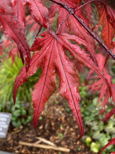 Photo of Acer palmatum 'Purple Ghost'