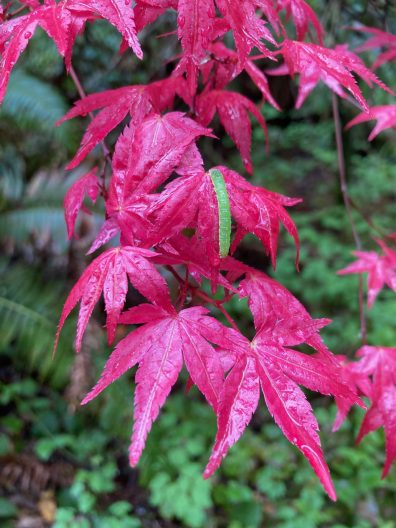 Photo of Acer palmatum 'Beni maiko'