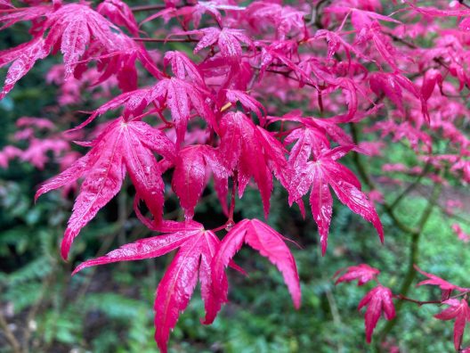 Photo of Acer palmatum 'Shin deshojo'