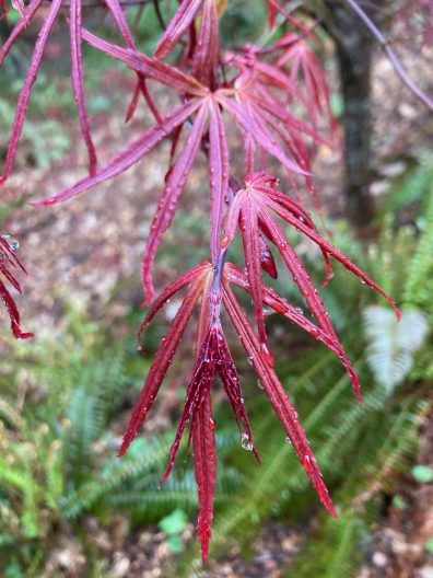 Photo of Acer palmatum 'Beni otake'