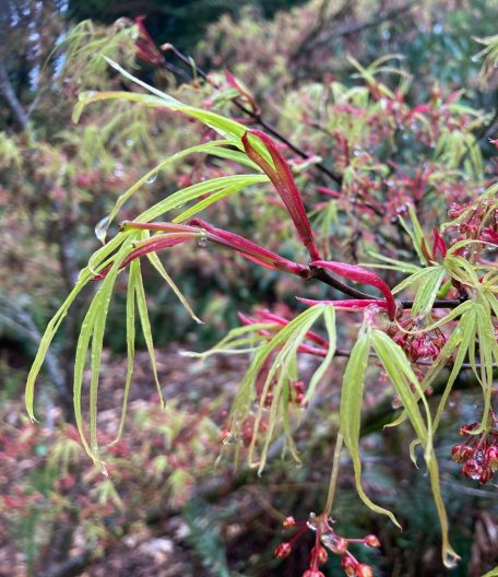 Photo of Acer palmatum 'Villa Tarato'