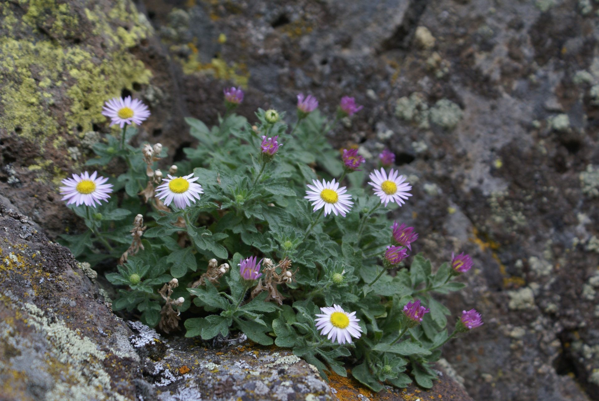 Daisy with white flowers growing from rock
