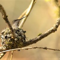 Photo of hummingbird nest