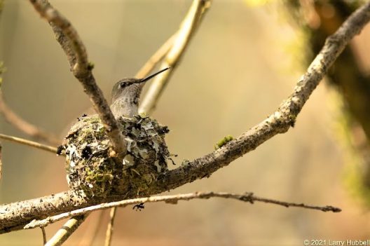 Photo of hummingbird nest