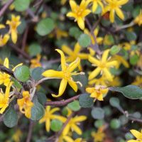 Photo of Wire-netting Bush
