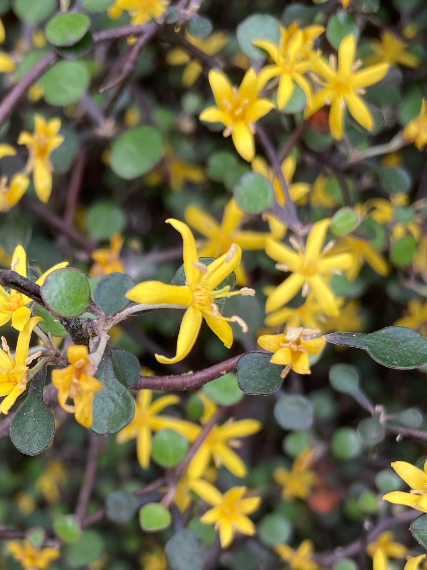 Photo of Wire-netting Bush