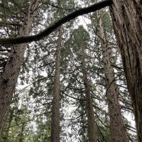 Photo of Sierra Redwood
