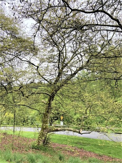Photo of Oriental Plane