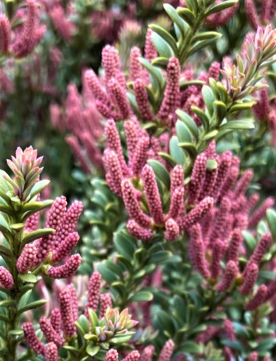 Photo of Alpine totara