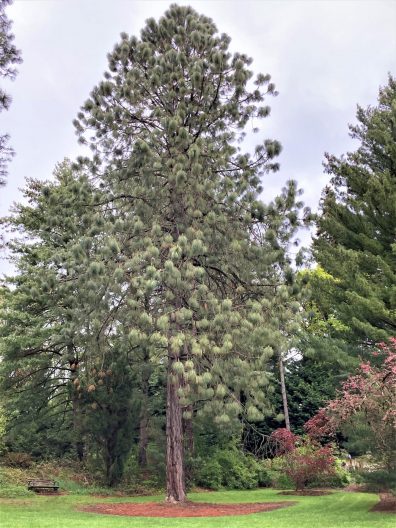 Photo of Montezuma Pine