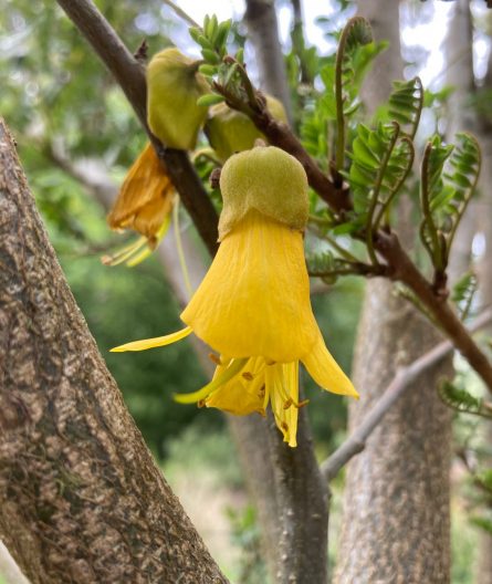 Photo of Kowhai