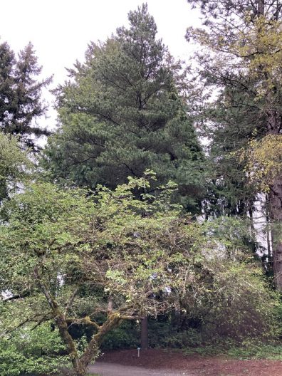 Photo of Shore Pine