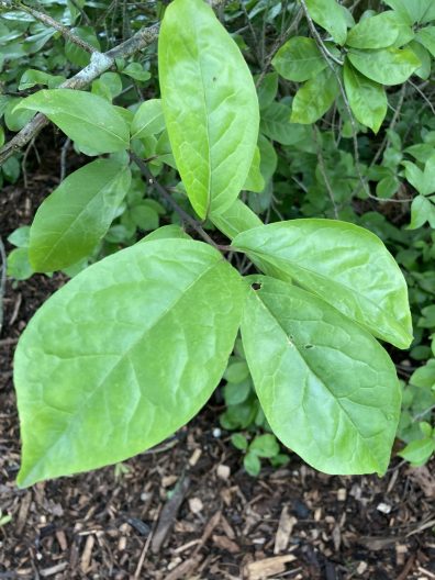 Photo of Japanese Orixa foliage