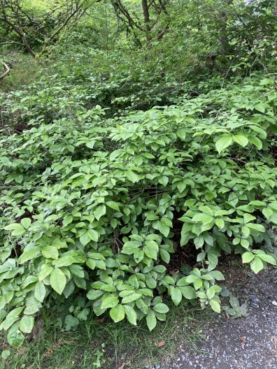 Photo of Japanese Orixa