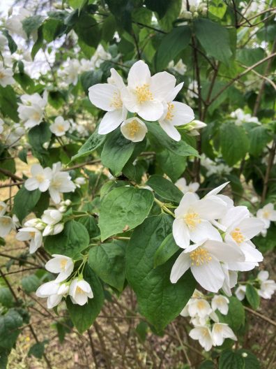 Photo of Broad-leaf Mock Orange