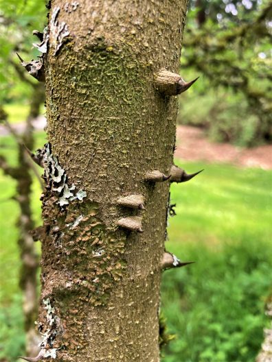 PHoto of Sichuan Pepper Tree thorns