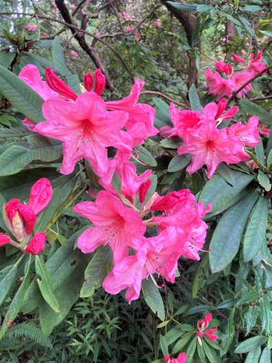 Photo of Azor Rhododendron