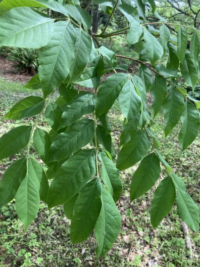 Photo of Bee Bee Tree foliage