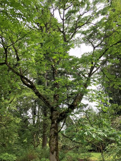 Photo of Bee Bee Tree