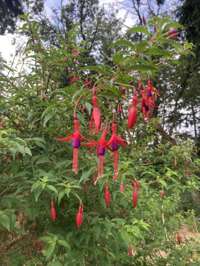 Photo of Hardy Fuhsia