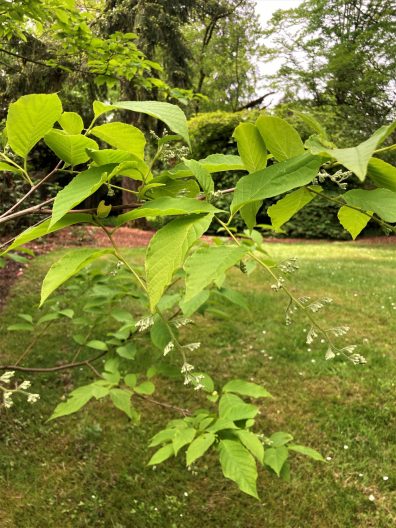 Photo of Epaulette Tree foliage