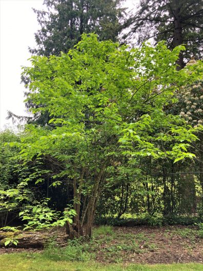 Photo of Epaulette Tree