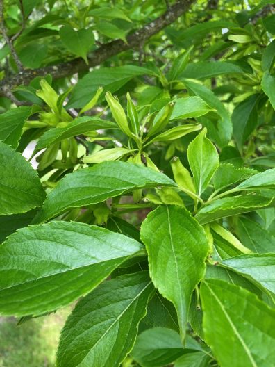 Photo of Hardy Rubber Plant foliage